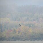 a hawk soars in front of fall foliage