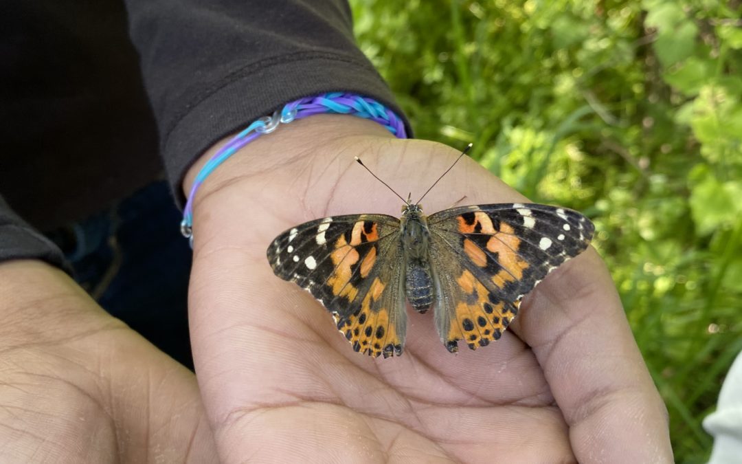 Butterfly Release at Hudson SHS