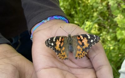 Butterfly Release at Hudson SHS